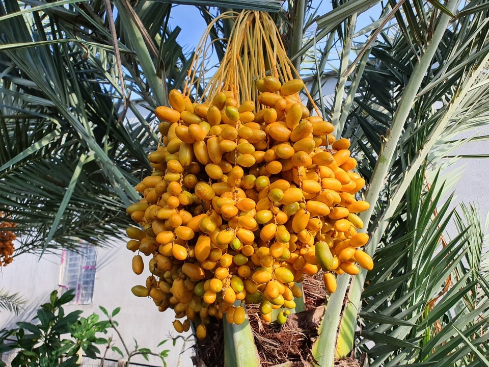 “Đã mắt” với vườn Chà Là trĩu quả ở miền Tây - 7 “Đã mắt” với vườn Chà Là trĩu quả ở miền Tây - 7