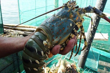 Dân nuôi tôm hùm thiệt hại tiền tỷ vì giá tôm bất ngờ “lao dốc”