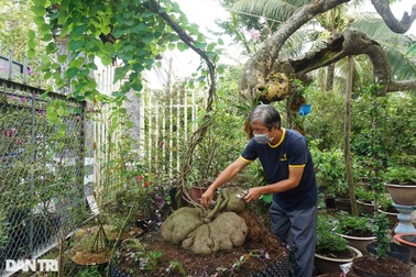 Độc lạ củ bình vôi nặng 70kg truyền qua 3 đời của lão nông miền Tây