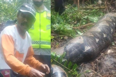 Trăn "khủng" 7m nuốt chửng người phụ nữ ở Indonesia