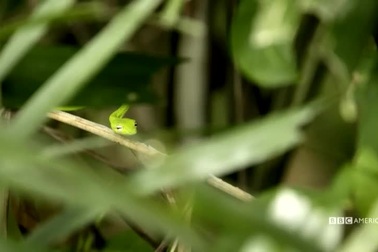 Kỳ lạ loài thằn lằn có khả năng bay như rồng