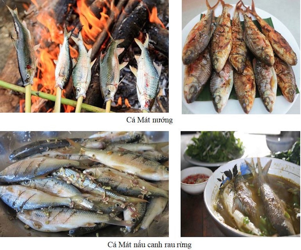 camat2.jpg Cá Mát và những món ăn đặc sản miền Tây Nghệ An.