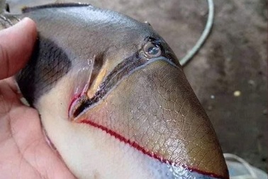 Giật mình câu được cá "kỳ dị" với răng và miệng như con người