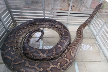 Sợ trăn "khủng" càng to lớn gây hại, người dân TPHCM giao cho kiểm lâm