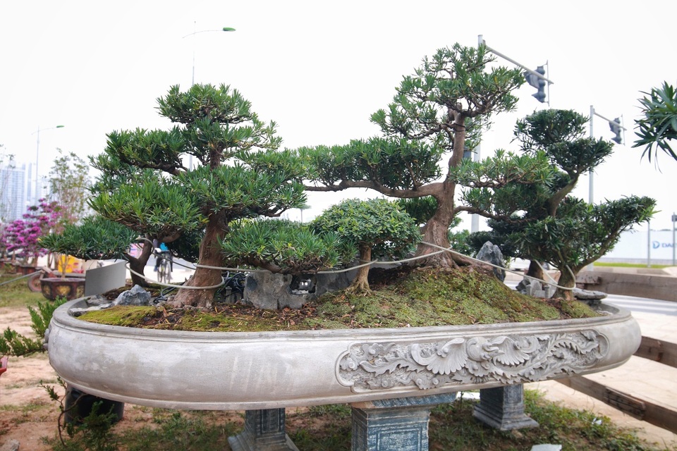 Chiêm ngưỡng “Đồi Tùng La Hán” thiết kế bắt mắt độc nhất vô nhị - 6 Chiêm ngưỡng “Đồi Tùng La Hán” thiết kế bắt mắt độc nhất vô nhị - 6