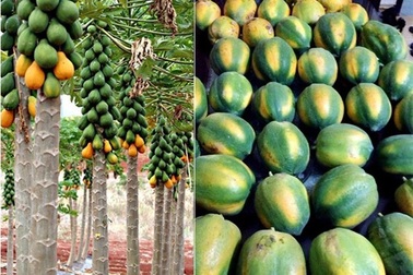 Nhận biết trái cây chín thường và chín ép