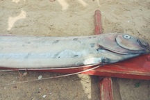 Thêm cá hố rồng “khủng” chết, dạt vào bờ biển Quảng Bình