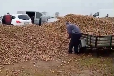 Vì một bài viết giả mạo, ông nông dân mất trắng 150 tấn khoai sau một đêm