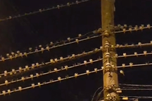 Hàng nghìn con chim lạ bay rợp trời ở Kiên Giang