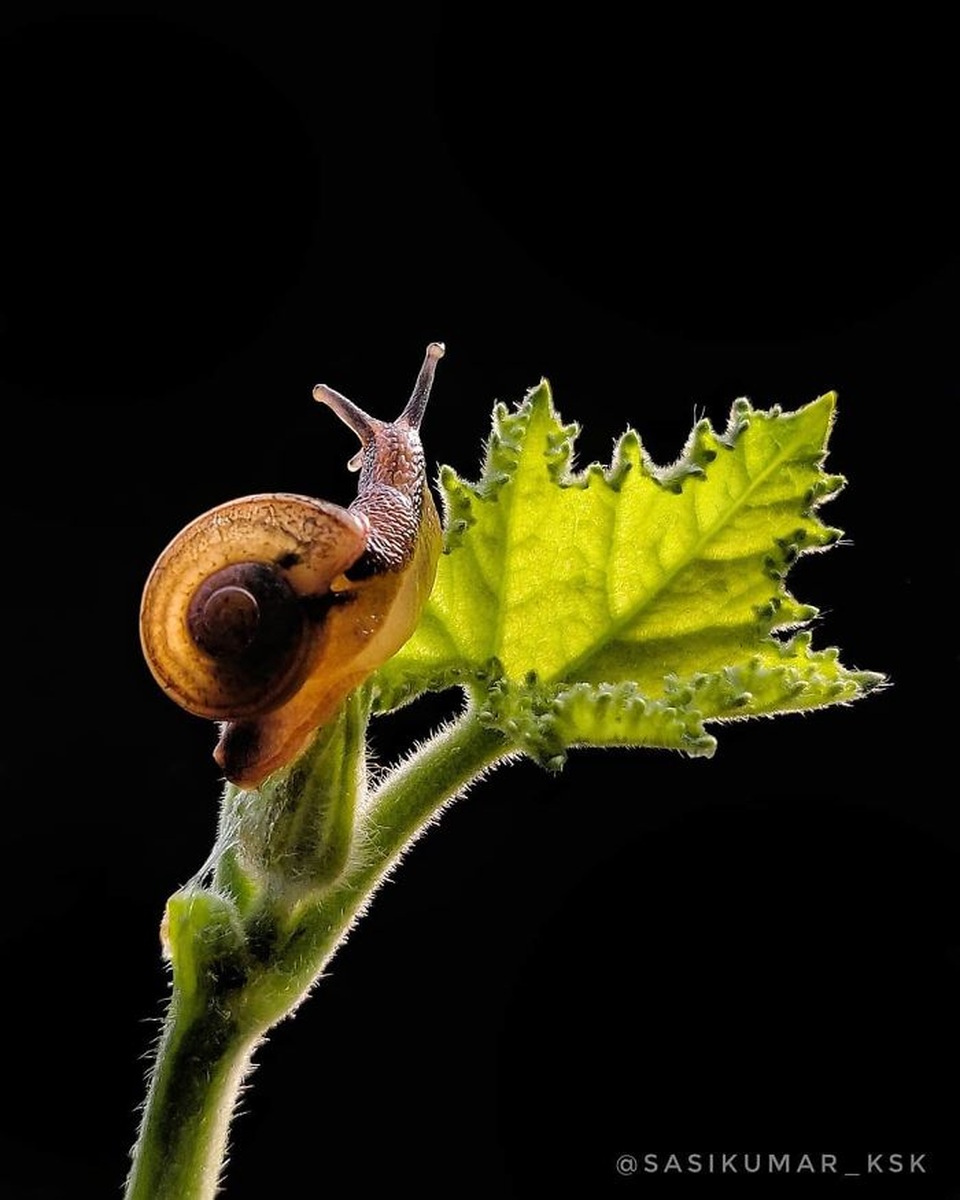 Ngắm bộ ảnh macro đẹp khó tin được thực hiện từ smartphone - 14 Ngắm bộ ảnh macro đẹp khó tin được thực hiện từ smartphone - 14