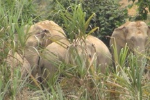 Người đàn ông tử vong trong rừng nghi bị voi quật