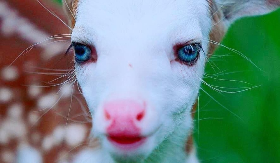 Chú hươu con đáng yêu, được ví như “thiên thần giữa đời thường” - 3 Chú hươu con đáng yêu, được ví như “thiên thần giữa đời thường” - 3