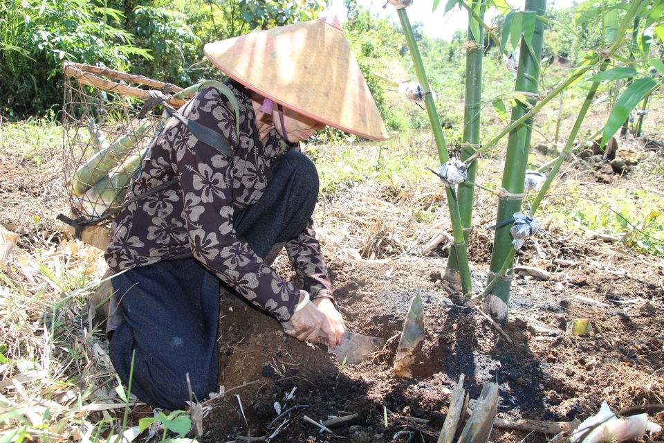Hai vợ chồng bỏ thành phố, lên núi trồng măng tre thu tiền tỷ - 3 Hai vợ chồng bỏ thành phố, lên núi trồng măng tre thu tiền tỷ - 3