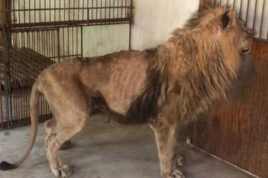 Sư tử suy dinh dưỡng gầy đói trơ xương, vườn thú bị tố bỏ đói con vật