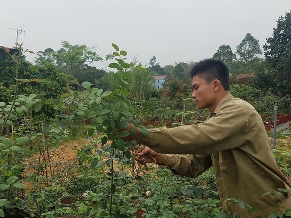 Bỏ việc ở Hà Nội, 8X Phú Thọ về quê trồng vườn hoa hồng khủng - 4 Bỏ việc ở Hà Nội, 8X Phú Thọ về quê trồng vườn hoa hồng khủng - 4