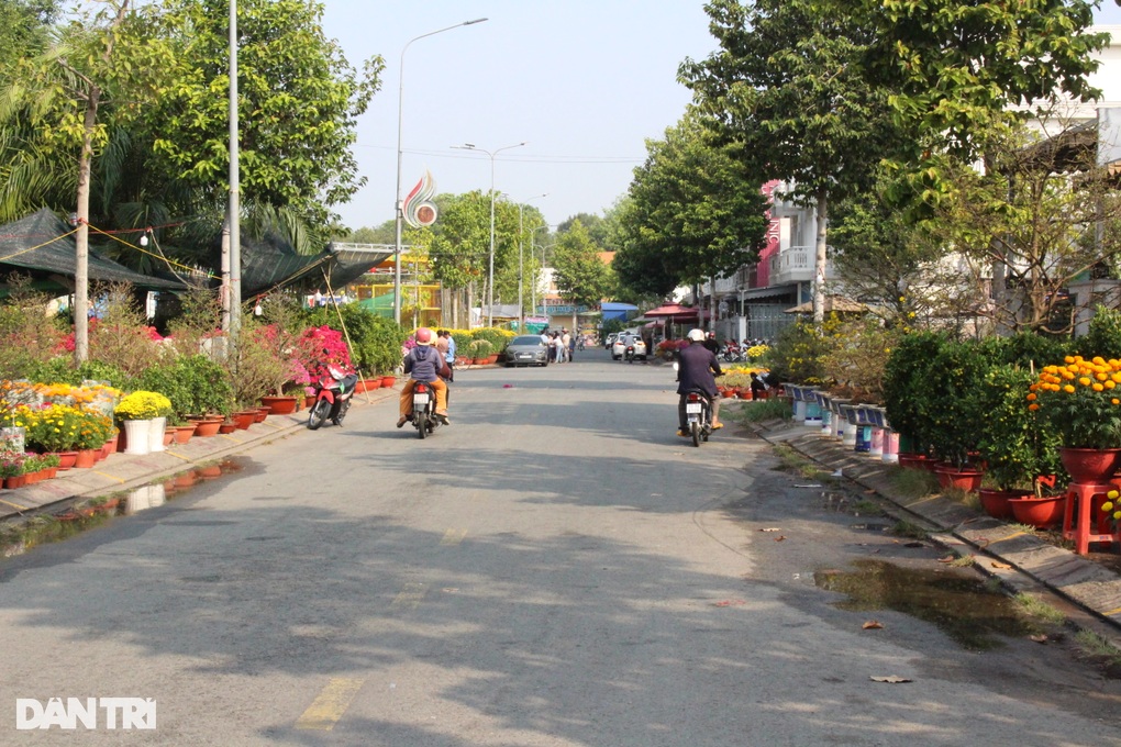 Hoa miền Tây đổ về Bình Dương phục vụ Tết Nguyên đán - 1 Hoa miền Tây đổ về Bình Dương phục vụ Tết Nguyên đán - 1
