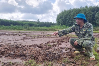 Bùn đất dự án cao tốc tràn xuống ruộng của hàng chục hộ dân ở Quảng Trị