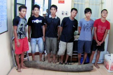 Hà Nội: Khống chế bảo vệ để đốn hạ cây sưa