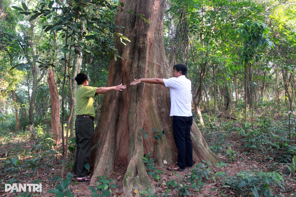 Khu rừng thiêng được cả làng xem như báu vật - 4 Khu rừng thiêng được cả làng xem như báu vật - 4