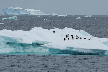 Băng Nam Cực tan nhanh kỷ lục, các nhà khoa học cảnh báo thảm họa