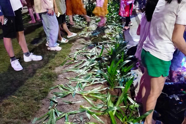 Hàng cây nát tươm trong đêm khai trương phố đi bộ Hải Dương