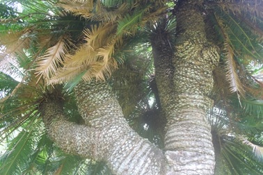 Về Bến Tre ngắm “cụ” thiên tuế 200 năm tuổi trổ hoa thơm ngát