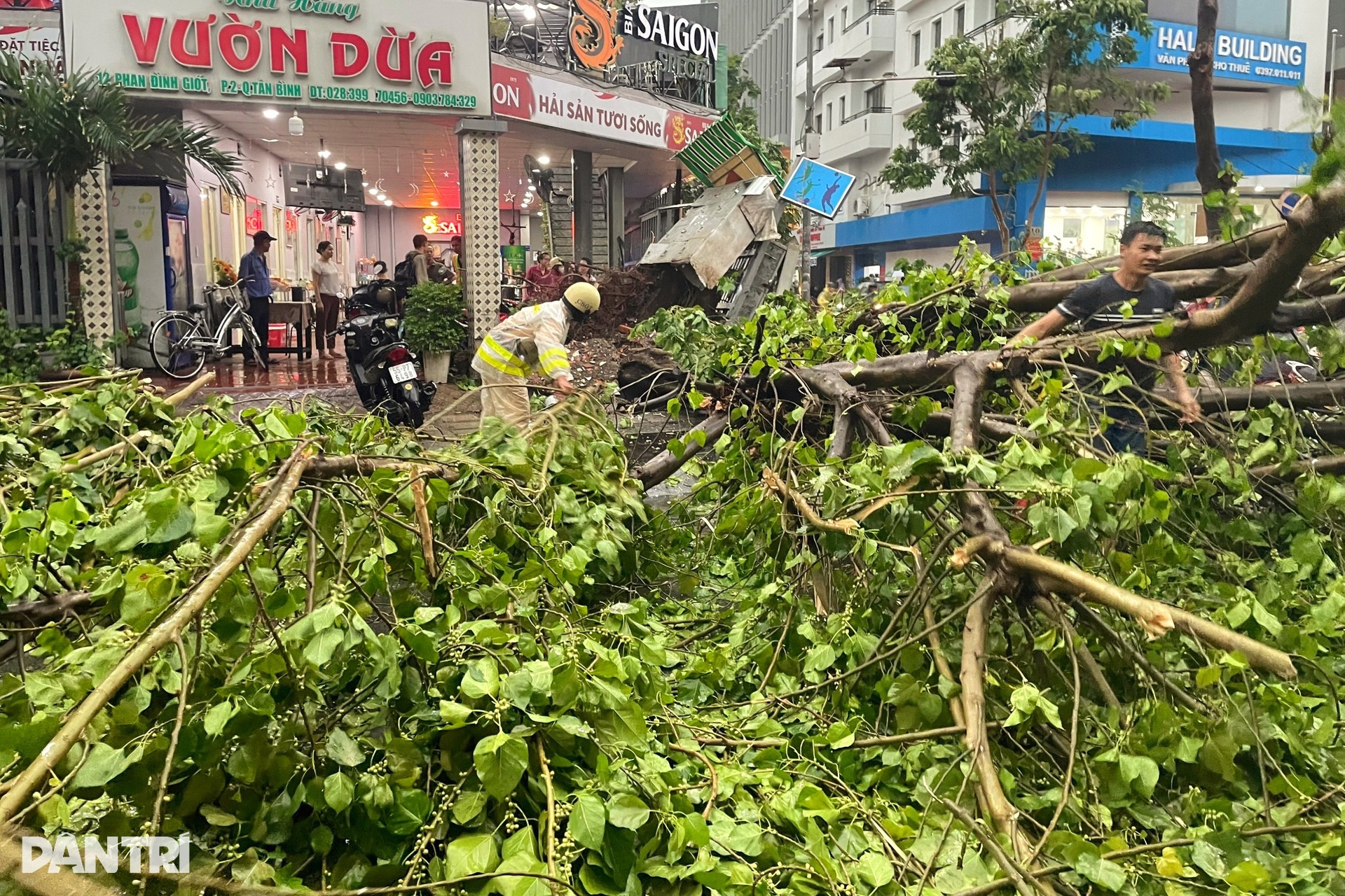 Cây bồ đề hàng chục năm tuổi bật gốc ở cửa ngõ sân bay Tân Sơn Nhất - 2 Cây bồ đề hàng chục năm tuổi bật gốc ở cửa ngõ sân bay Tân Sơn Nhất - 2