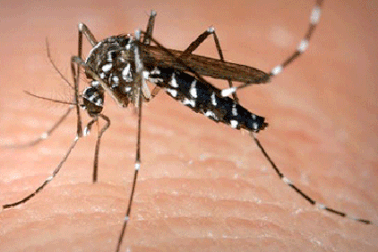 Thủ tướng yêu cầu tăng cường phòng chống sốt xuất huyết