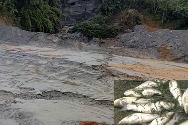 Hàng tạ cá chết trắng sau sự cố vỡ bể lắng chất thải quặng