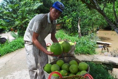 Cận Tết bưởi Năm Roi hút hàng, giá cao, nông dân lãi đậm