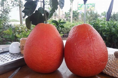 Bưởi đỏ tiến vua: Của hiếm cúng Tết 1,2 triệu đồng/cặp