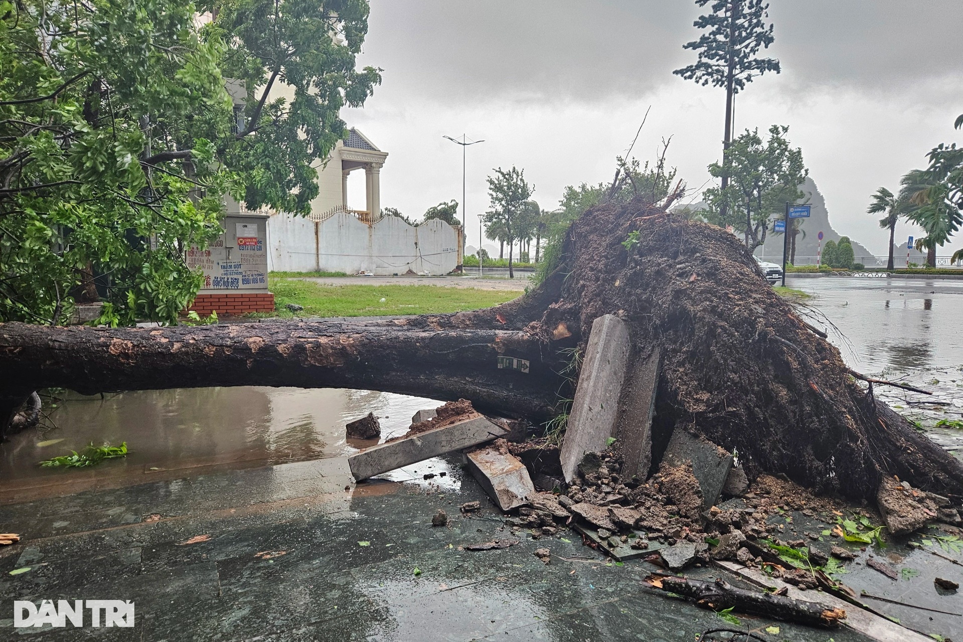 View - Trees uprooted as Storm Prapiroon sweeps through Quang Ninh | DTiNews - Dan Tri International, the news gateway of Vietnam