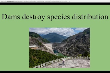 Cá chép hồi khổng lồ sông Mekong