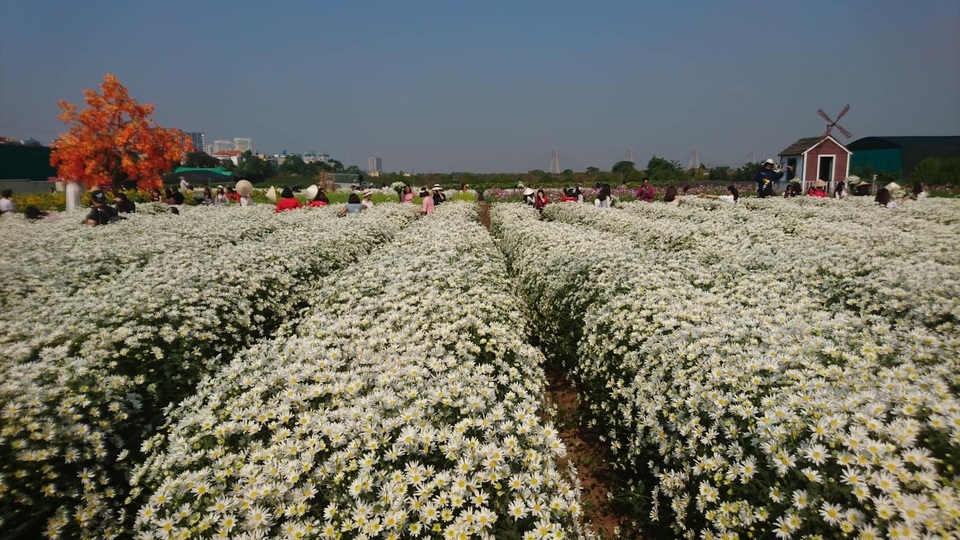 Cúc họa mi bung nở đón đông, rợp đường Hà Nội - 2 Cúc họa mi bung nở đón đông, rợp đường Hà Nội - 2