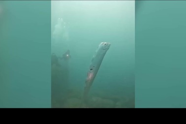 Thợ lặn tìm thấy cá mái chèo khổng lồ với những lỗ thủng kỳ lạ trên cơ thể