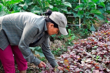 Tấm gương sáng cho phụ nữ nghèo