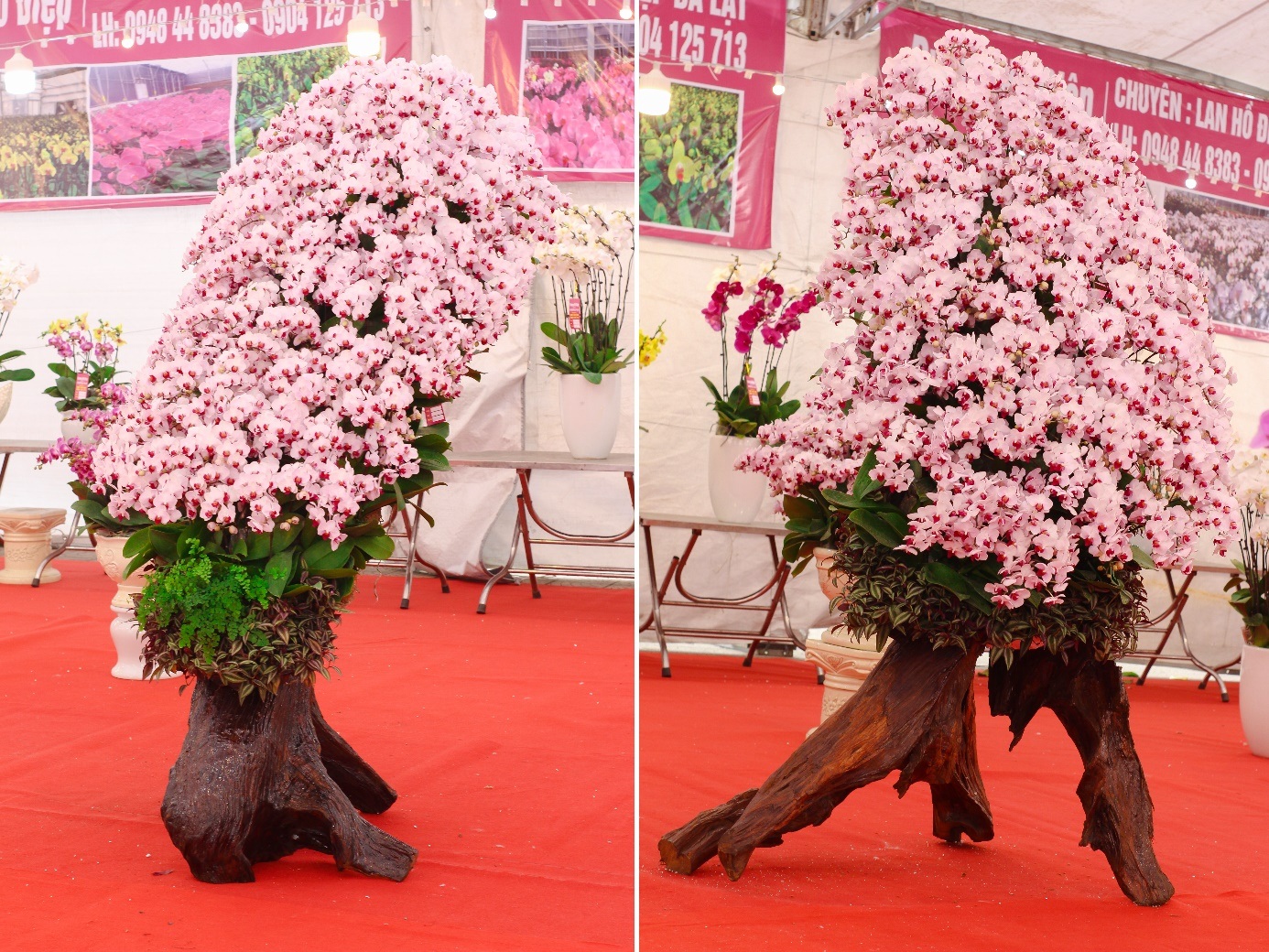 Siêu phẩm gỗ lũa cõng lan hồ điệp 300 triệu đồng, hàng độc đại gia chơi Tết - 9 Siêu phẩm gỗ lũa cõng lan hồ điệp 300 triệu đồng, hàng độc đại gia chơi Tết - 9