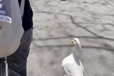 Cười nghiêng ngả với chú vịt tham dự và hoàn thành cuộc thi chạy marathon