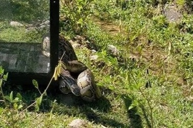 Trăn gấm quý hiếm nặng 17 kg "đi lạc" giữa phố Đà Nẵng