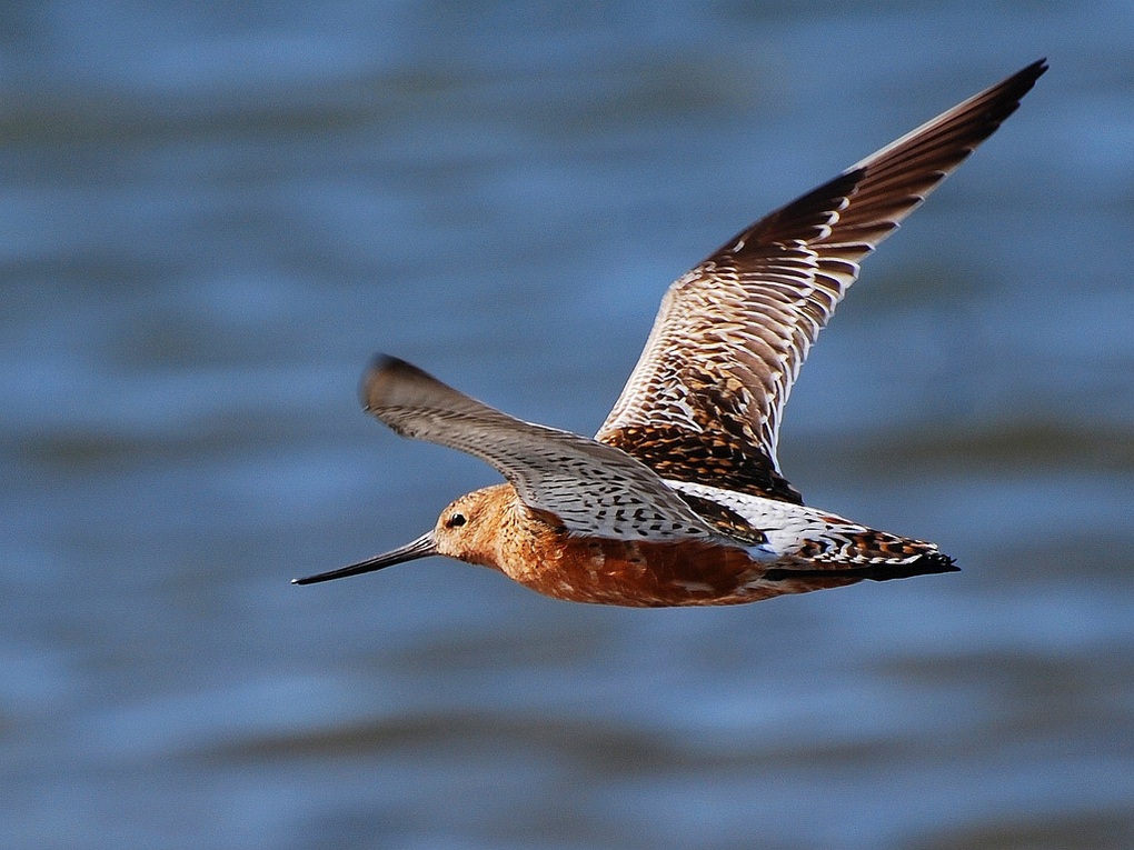 Khám phá cách loài chim bay liên tục hơn 11.000km không nghỉ - 1