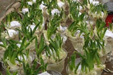 Hoa Trung Quốc "tấn công" Nghi Tàm