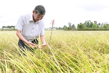 Kỹ sư Hồ Quang Cua - Từ cây lúa lạ đến giống gạo ngon nhất thế giới