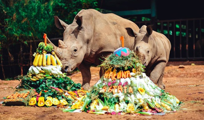 Giữa &quot;tâm bão&quot; dịch Covid-19, Vinpearl Safari đón bé tê giác mới chào đời với cái tên &quot;Chiến thắng&quot; - Ảnh 3.