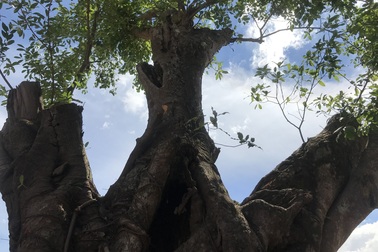 Chính quyền "đòi" công ty bất động sản trả lại "cụ" Sộp 200 tuổi