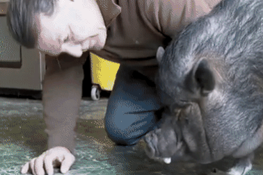 Đối diện với cáo buộc hình sự vì muốn nuôi lợn ỉ Việt Nam làm thú cưng