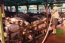 Dịch tả lợn Châu Phi “vượt” biển ra tận các xã đảo của Kiên Giang