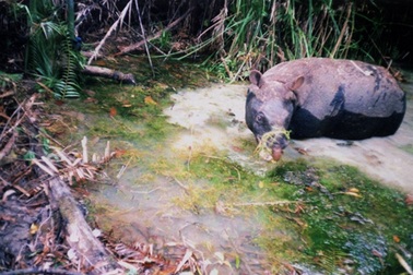 “Chưa ngăn được đà tuyệt chủng thú quý hiếm”