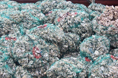 Bắt giữ 15 tấn vỏ hàu cấy giống nhập lậu