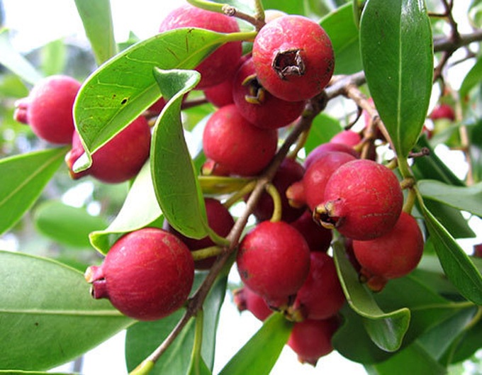 hoa quả độc lạ,quả trưng Tết,bưởi đỏ,chuối đỏ
