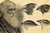 Nghiên cứu chỉ ra "lỗ hổng" trong học thuyết của Darwin về tiến hóa